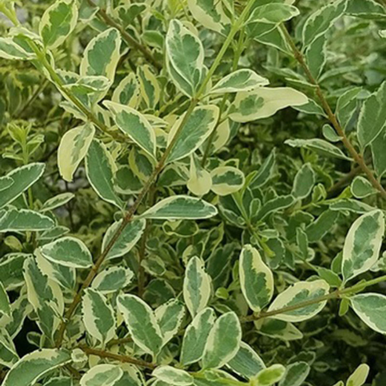 Chinese Privet Plant Chinese Privet Plant