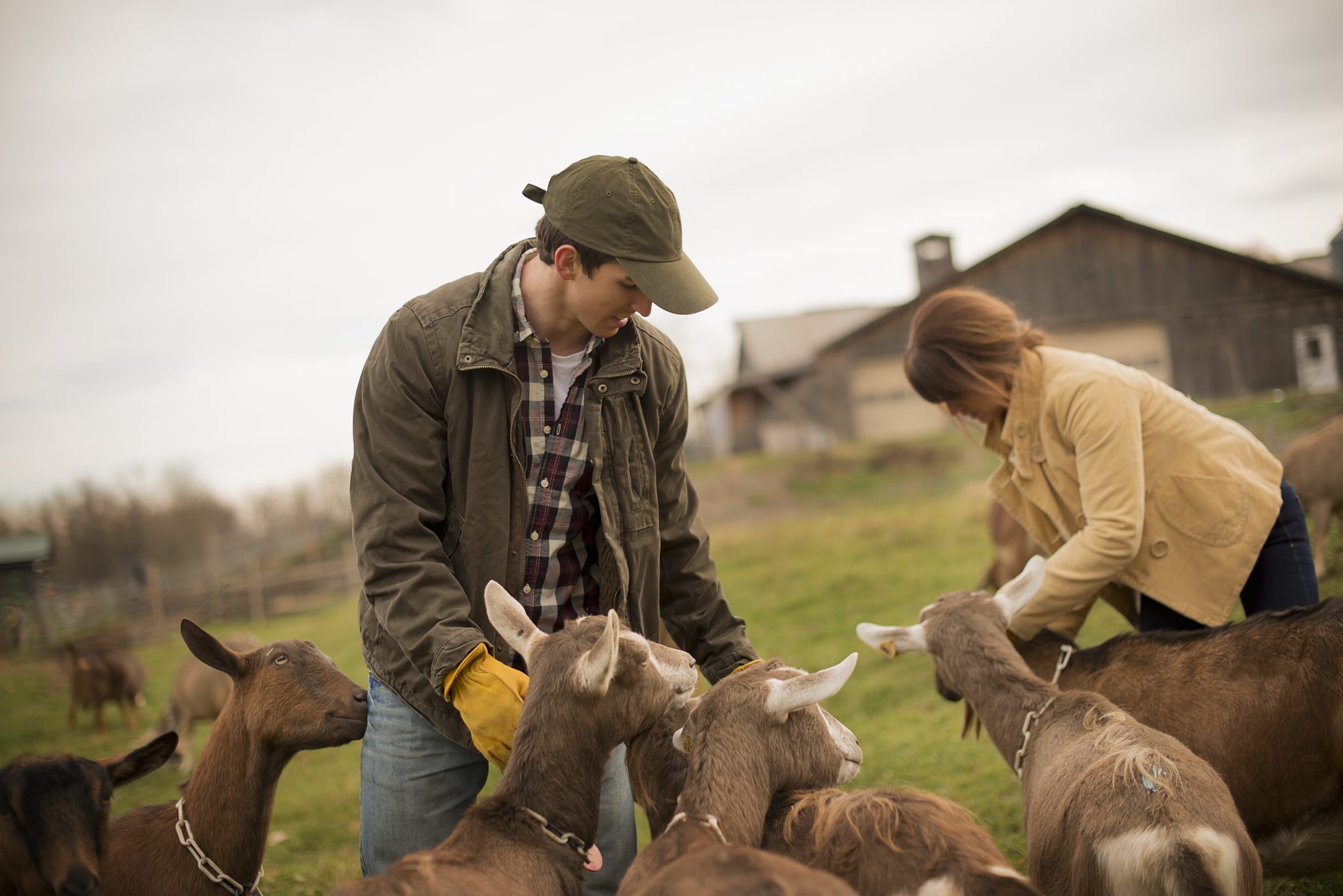Cl Disease In Goats: Protect Your Herd With Prevention Tips