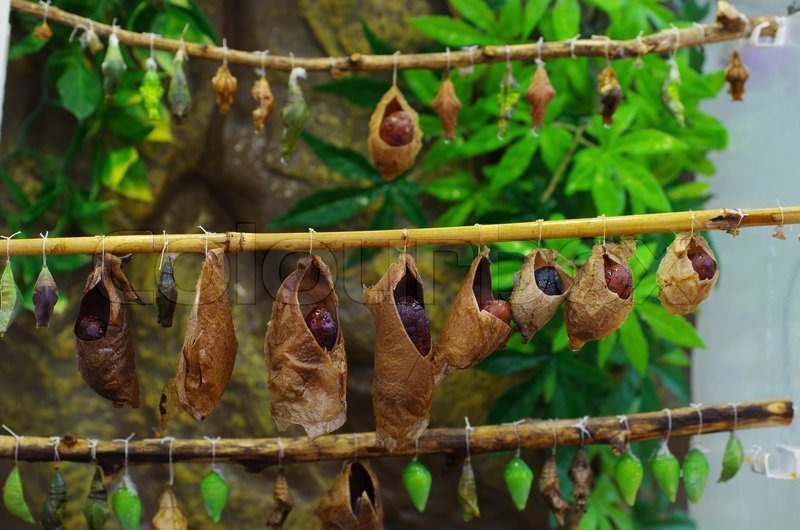 Cocoons And Butterflies