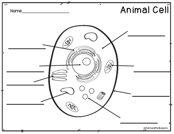 Color And Label The Cells