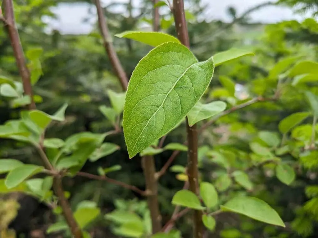 Crab Apple Spider: Identify And Remove Them