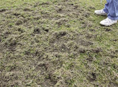 Crane Fly Lawn Repair: Restore Your Turf