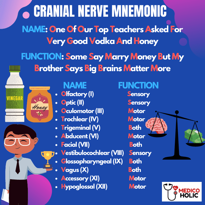 Cranial Nerves Face Mnemonic