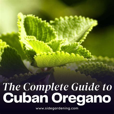 Cuban Oregano Guide: Natural Remedies Revealed