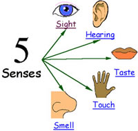 Difference Between Perception And Sensation