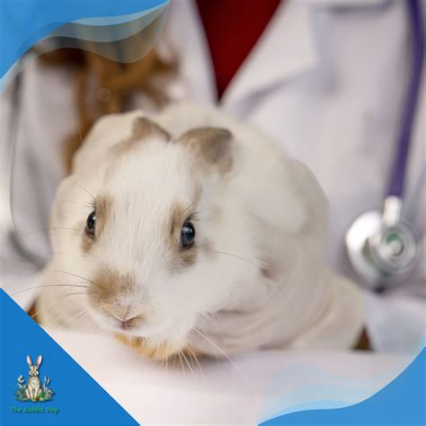 Do Bunny Rabbits Carry Diseases