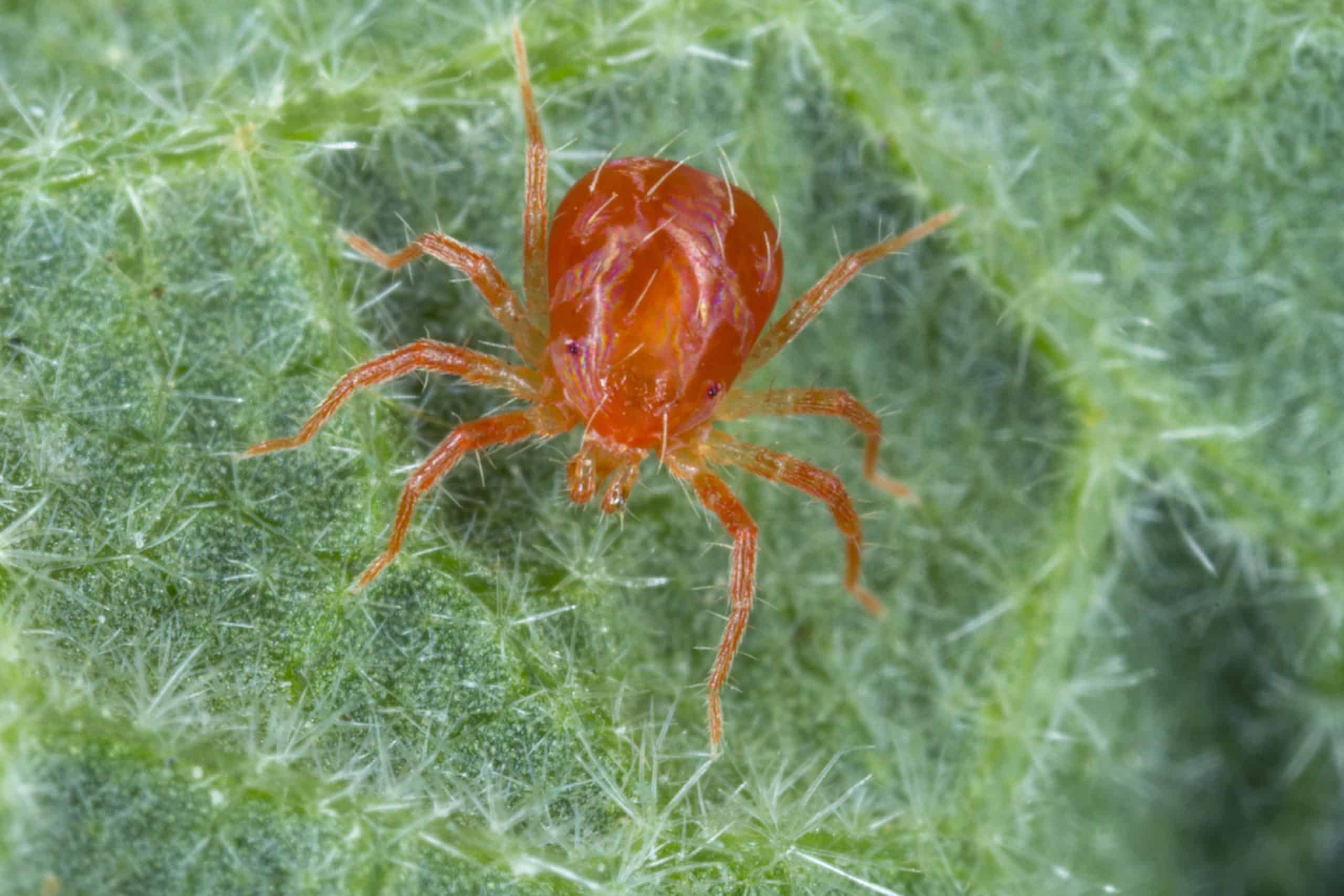 Do Mites Have Wings