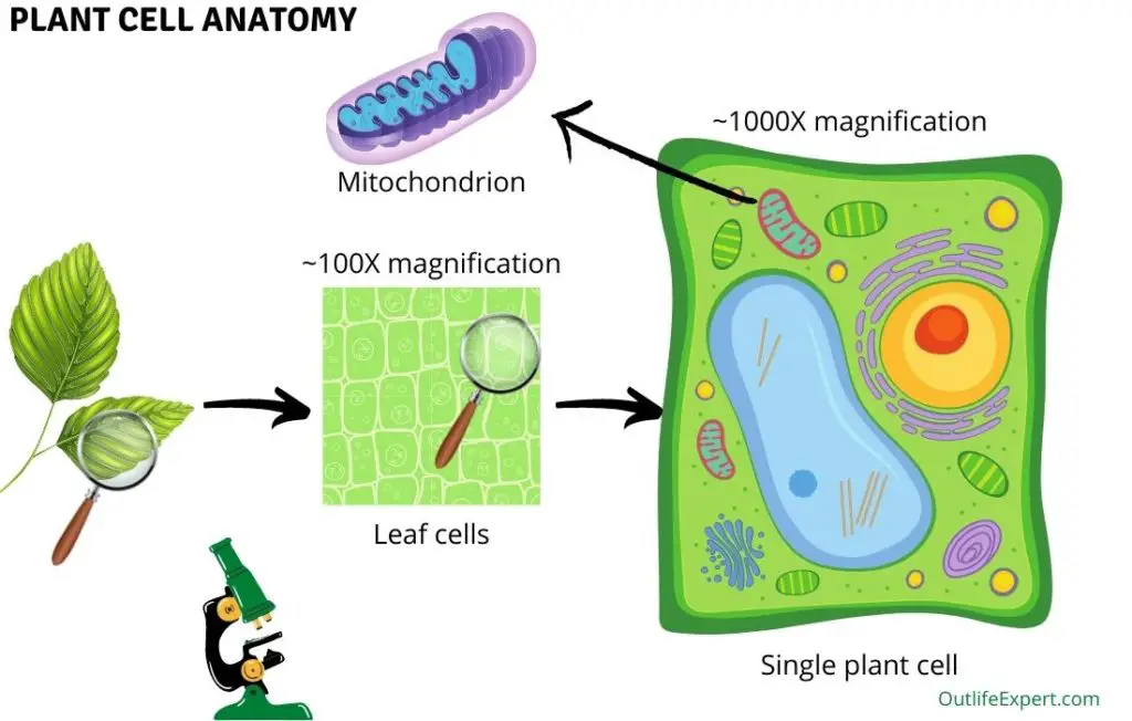 Does Plants Have Mitochondria