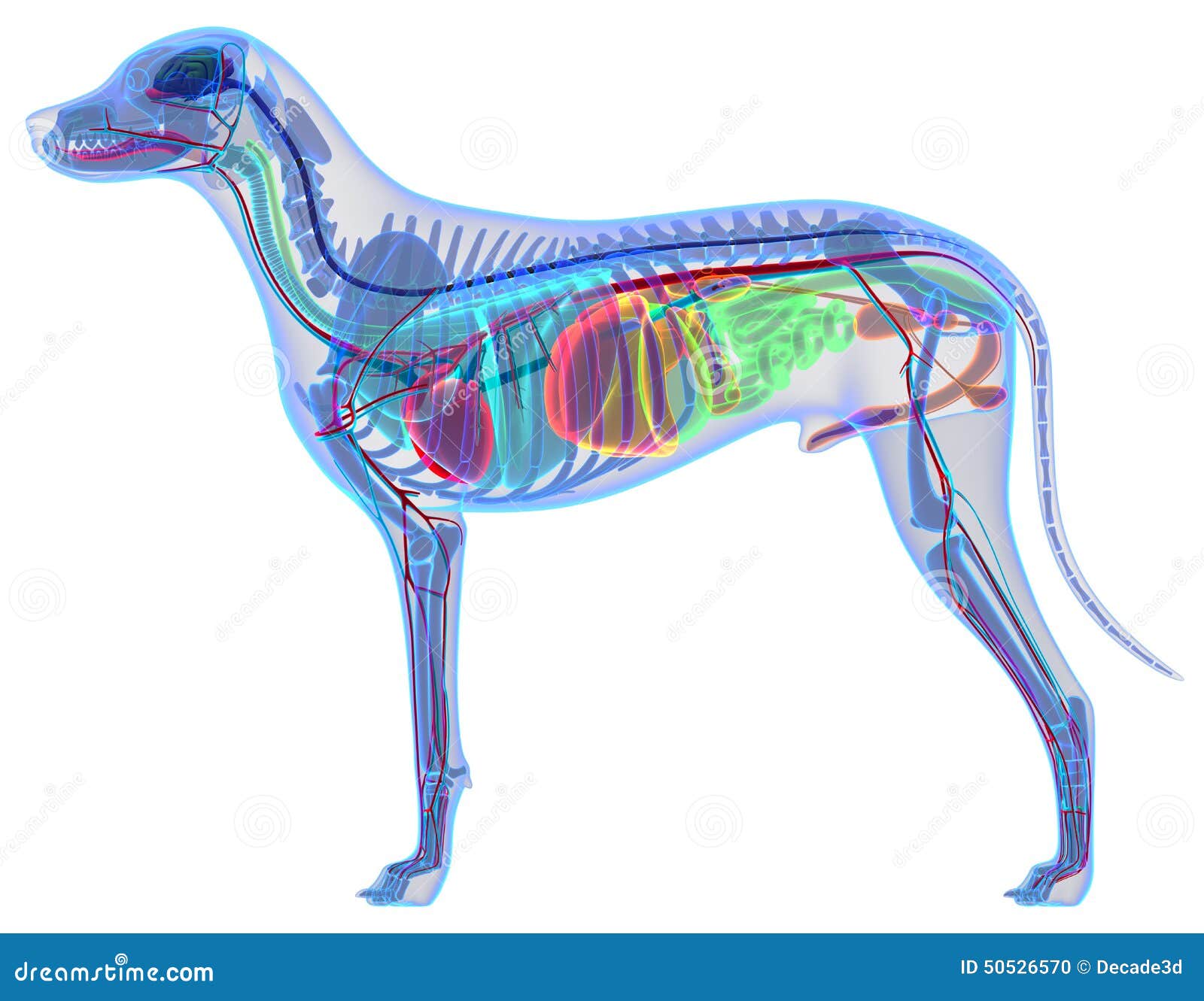 Dog Anal Anatomy