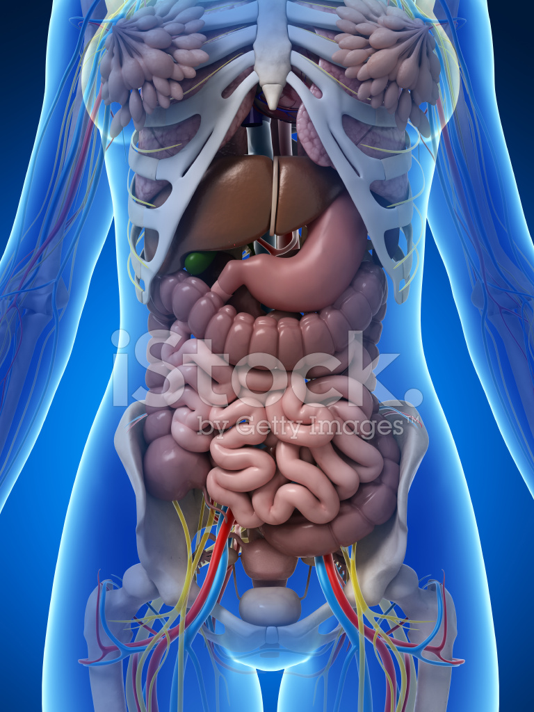 Dog Anatomy Intestines: Understand Your Pet's Health
