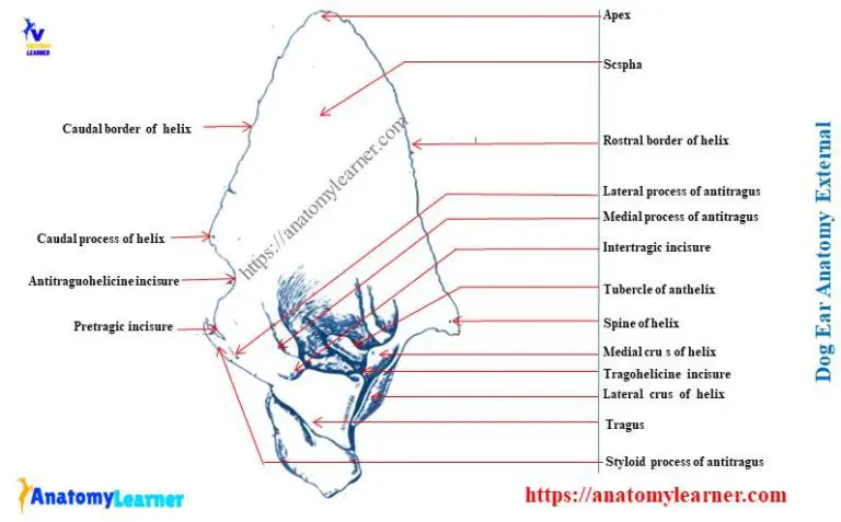 Dog Ear Anatomy Diagram