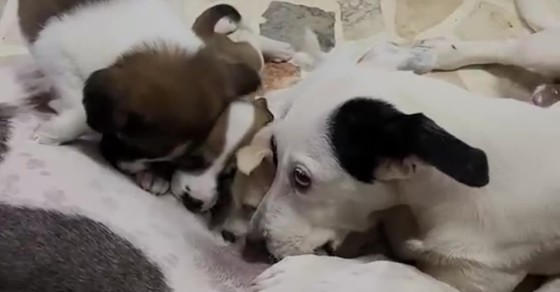 Dog Gets Excited And Coughs