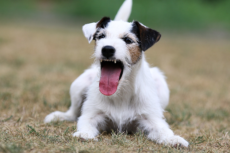 Dog Is Coughing When Excited