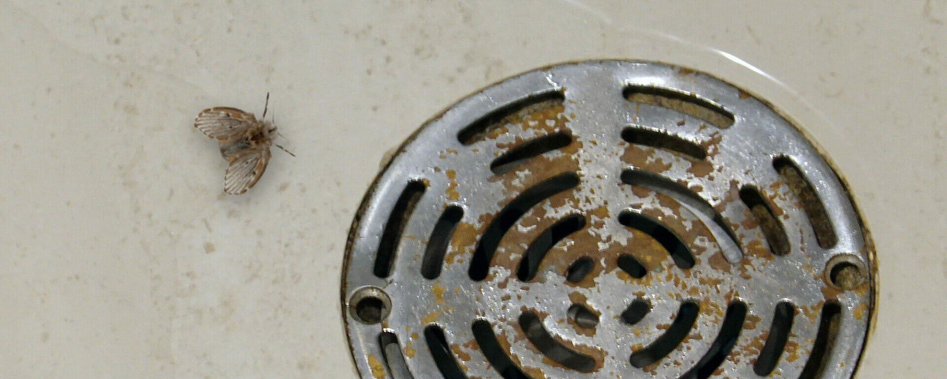 Drain Flies: Identify And Eliminate