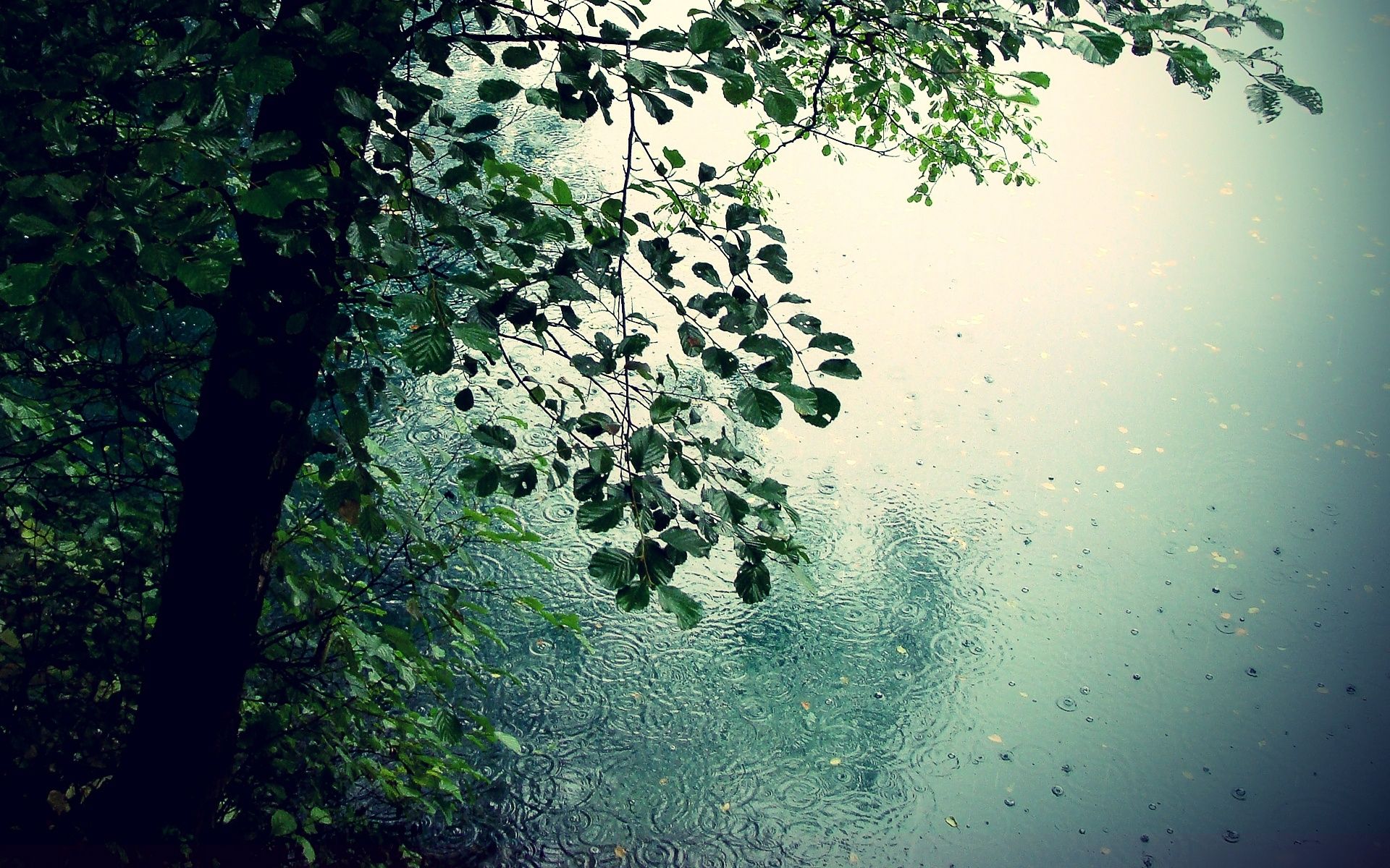 Drizzle Definition: Understanding Light Rain Benefits