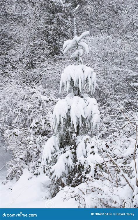Droopy Pine Tree Species: Fix With Expert Advice