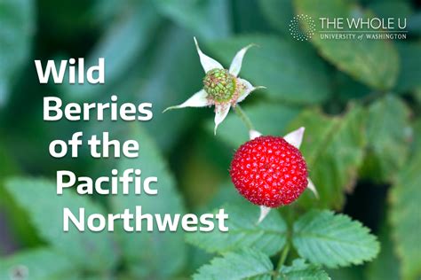 Edible Berries: Find Wild Options In Washington Edible Berries: Find Wild Options In Washington