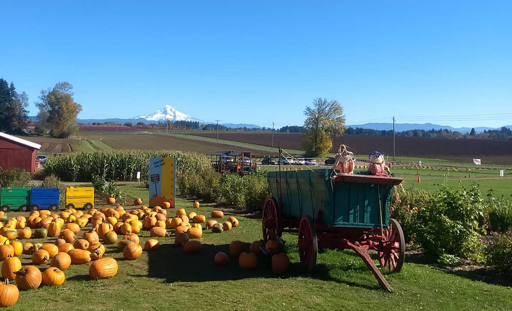 Enjoy A Local Harvest Festival Enjoy A Local Harvest Festival