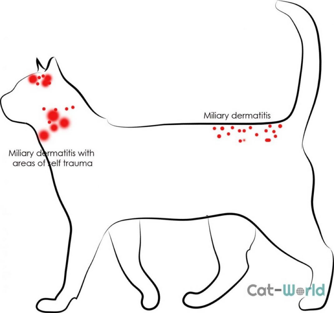 Eosinophilic Dermatitis In Cats