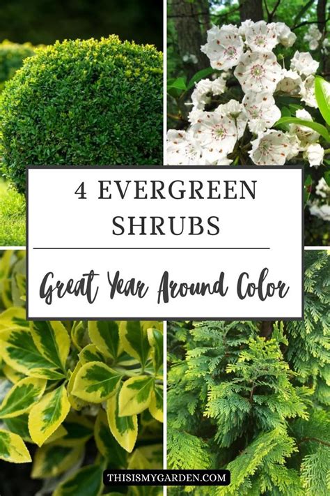 Evergreen Bushes Pnw: Yearround Color Solutions