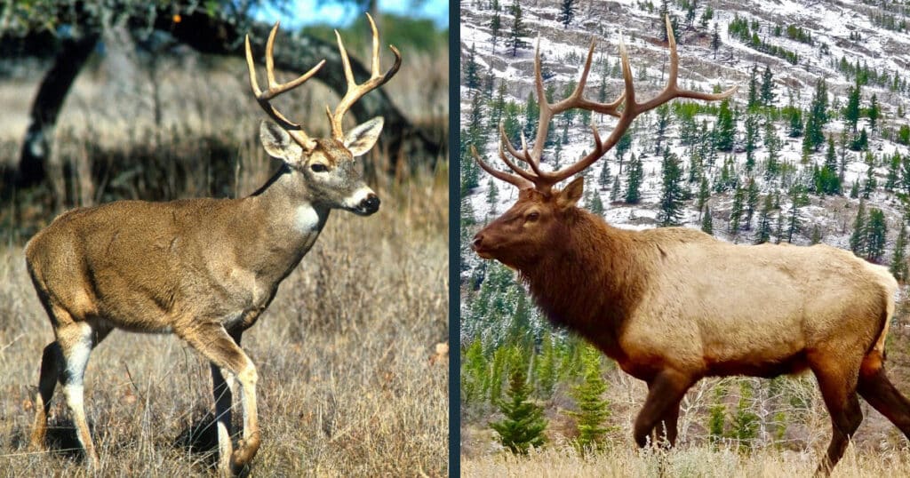 Female Elk Vs Deer