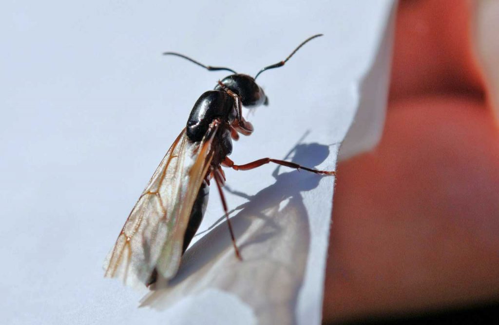 Flying Insects In Washington State