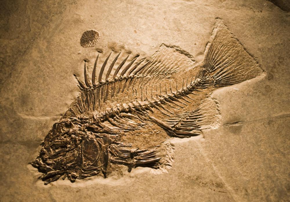 Fossil Record Meaning