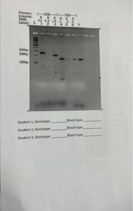 Genotype Blood Type Guide: Know Your Type