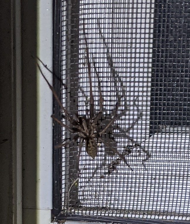 Giant House Spider Seattle