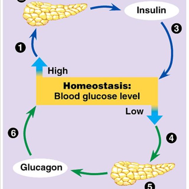 Glucagon Mri Guide Explained
