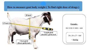 Goat Body Weight Calculator