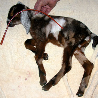 Goat Feeding Tube Goat Feeding Tube