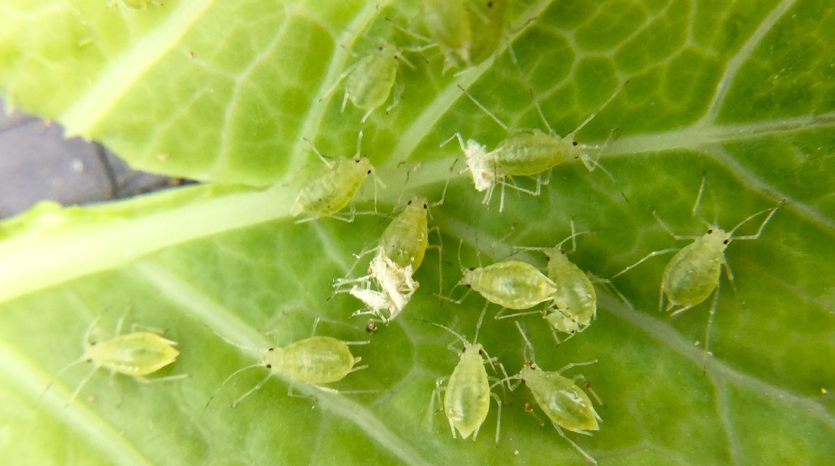 Green Bugs On Lettuce