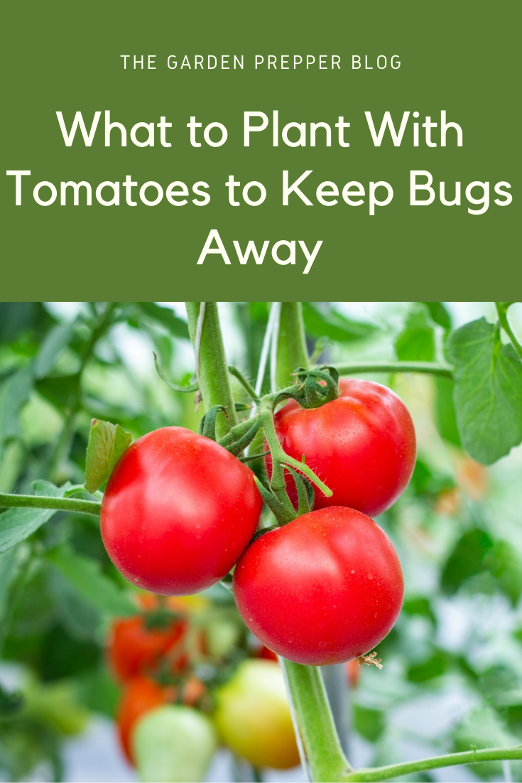 Green Bugs On Tomatoes: Id & Control