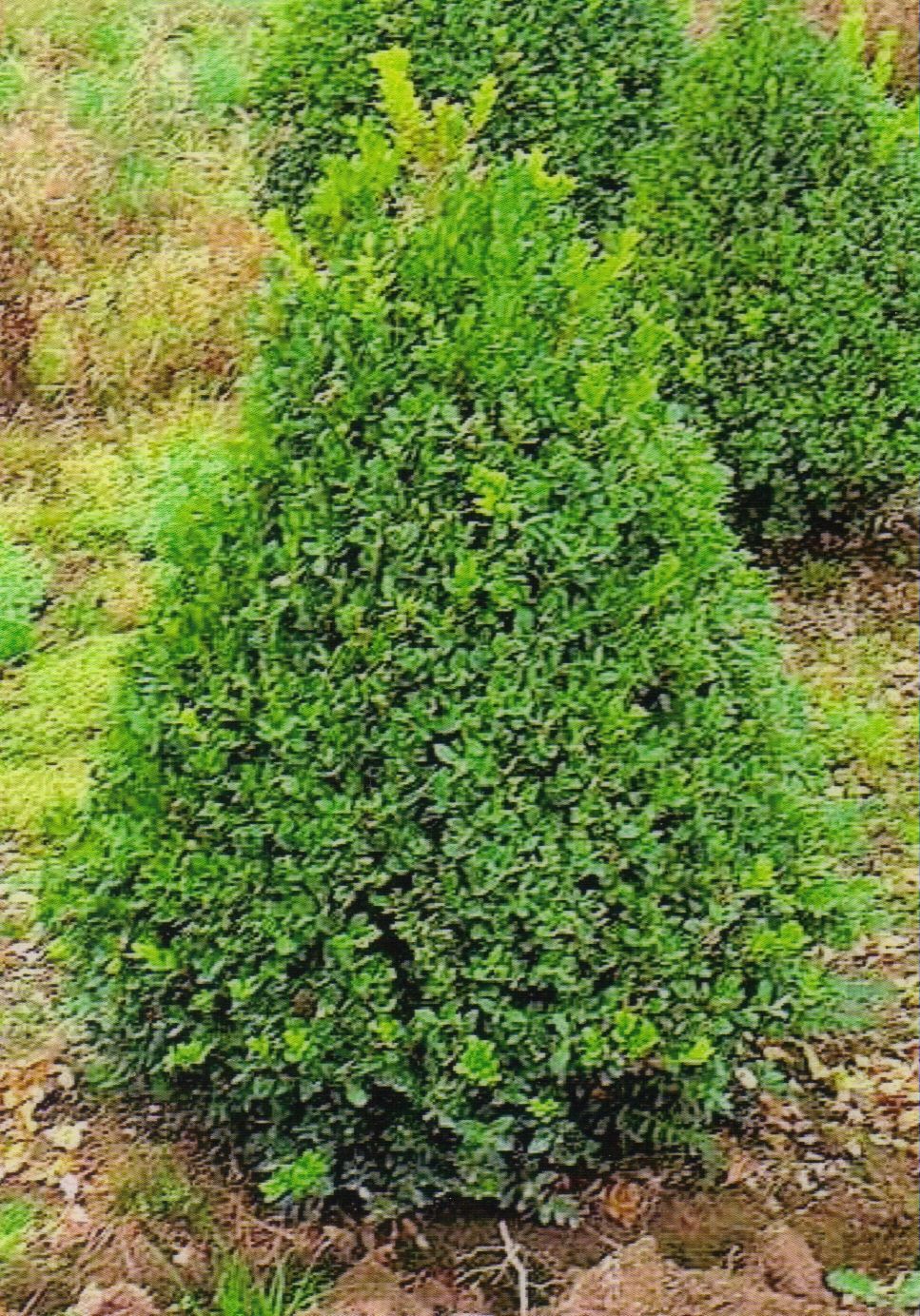 Green Mountain Boxwood Spacing