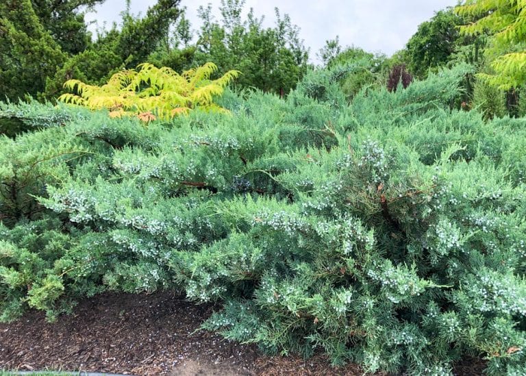 Grey Owl Juniper Growth Rate Grey Owl Juniper Growth Rate