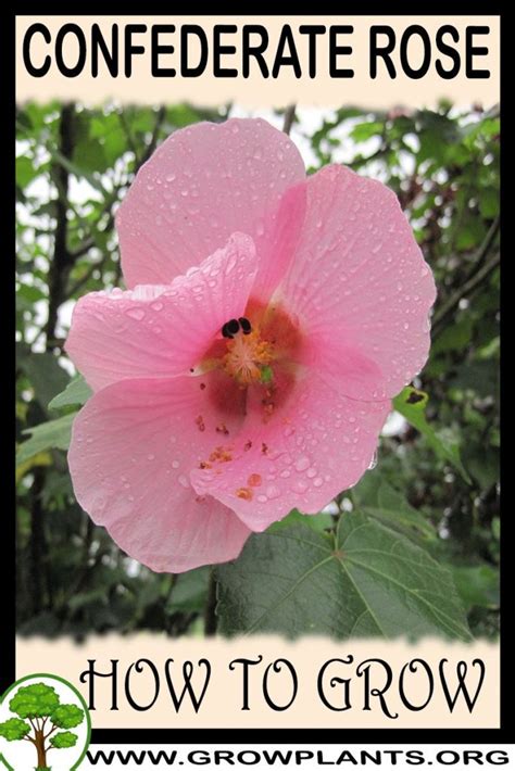 Growing Confederate Rose