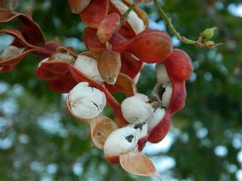 Guamuchil Tree Fruit Guamuchil Tree Fruit