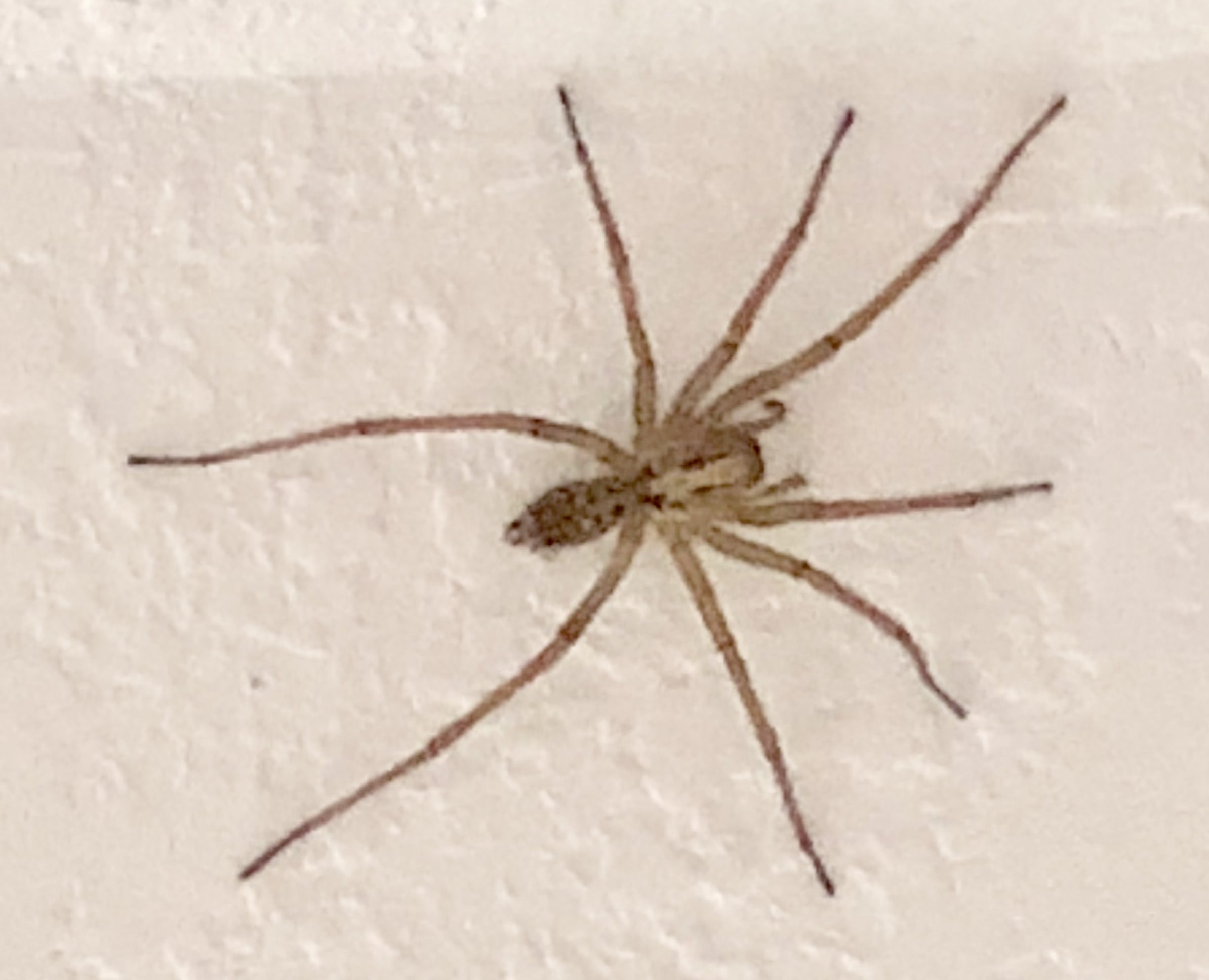 House Spider Id: Know Your Washington Pests