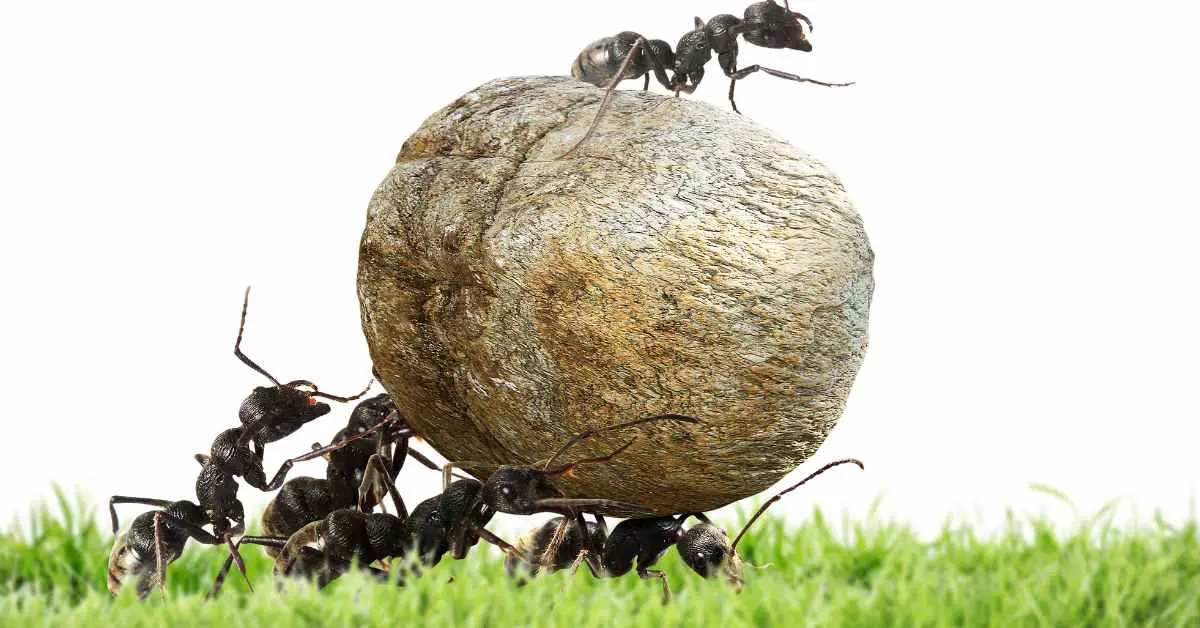 How Are Ants So Strong