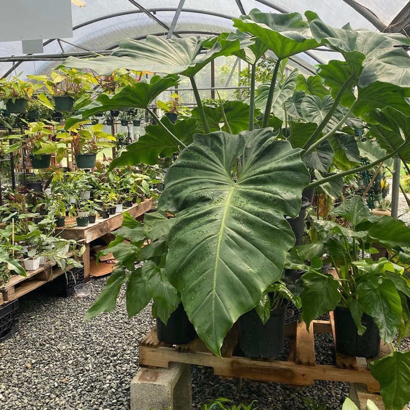 How Are Plants Alive