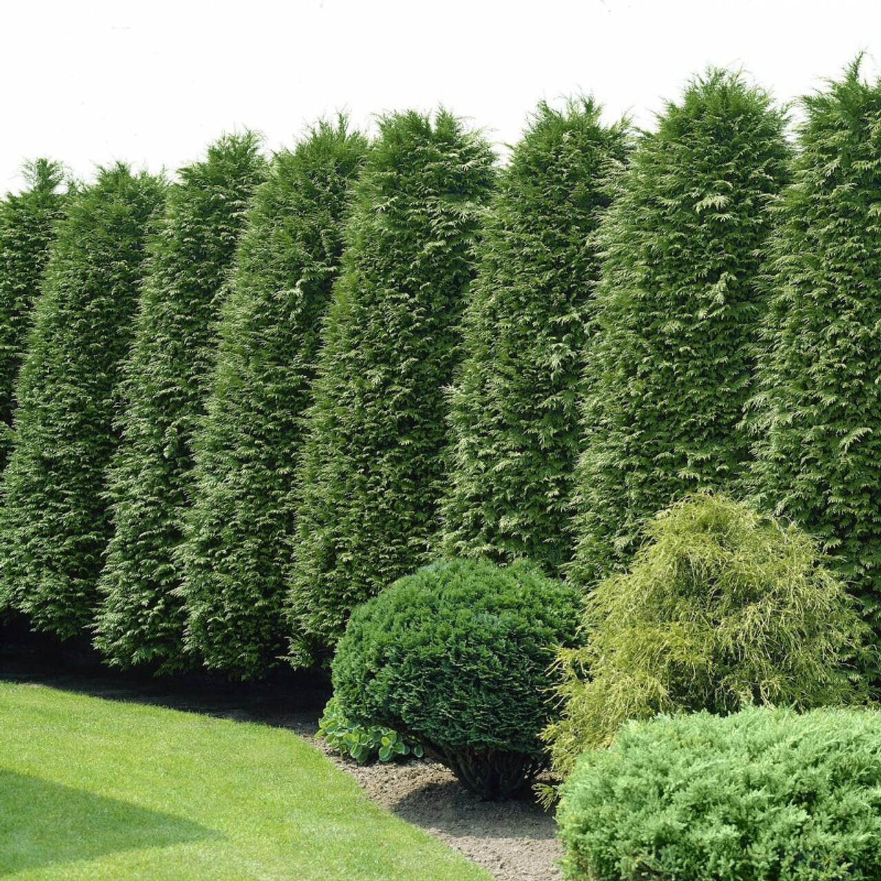 How Close To Plant Green Giant Arborvitae
