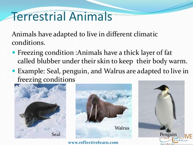 How Do Oneeyed Animals Survive? Adaptation Secrets