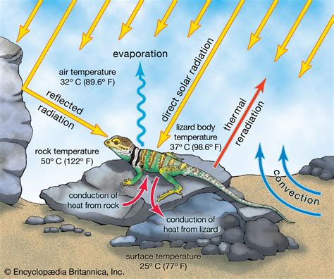 How Do Snakes Regulate Body Heat? Staying Warm Tips