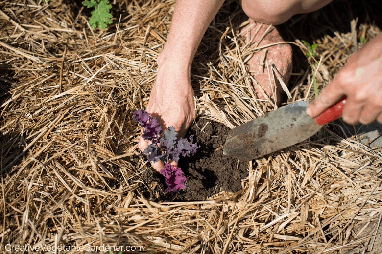 How Does Direct Seeding Work? Easy Planting Tips