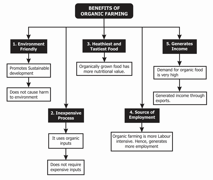 How Does Organic Farming Work? Natural Methods