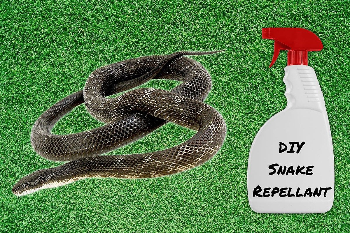 How Does Snake Repellent Work? Keep Snakes Away