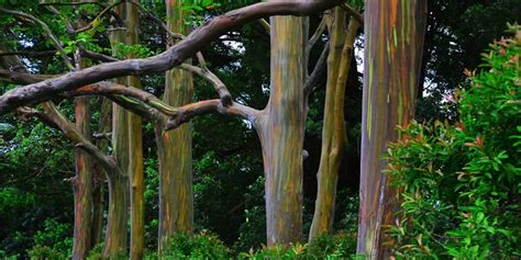 How Fast Does Eucalyptus Grow? Boosting Growth Rate