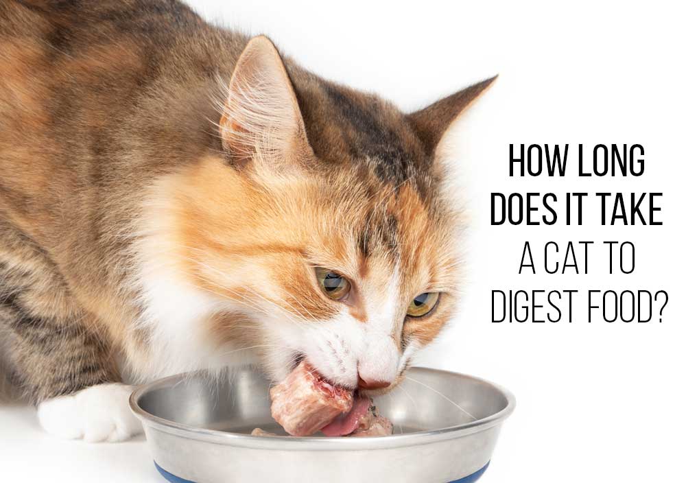 How Long Does It Take For A Cat To Digest Food Vet Verified Digestive