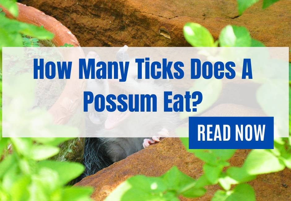 How Many Ticks Does A Possum Eat